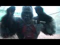Gorille en colere (Zoo, AMNEVILLE- MOSELLE- FRANCE)