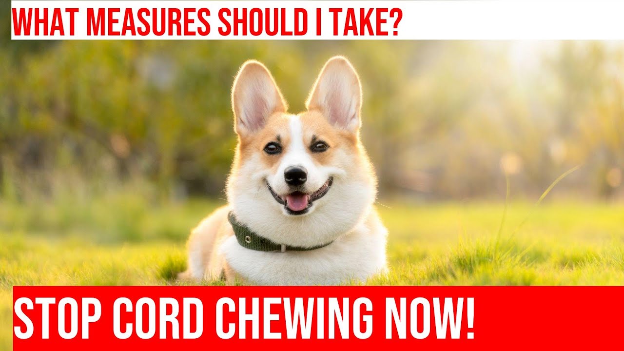 Stop Your Dog From Chewing On Electrical Cords