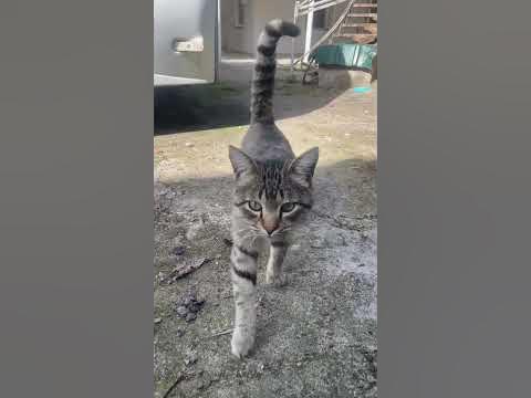 Грузинский Кот встречает #shorts - YouTube