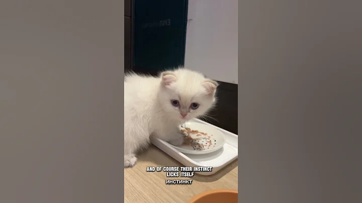Watch the video about Feeding pate #britishkittenslife British shorthair kittens