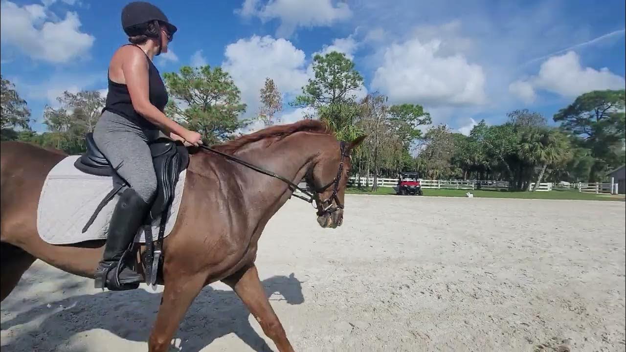 2023-usdf-first-level-test-1-youtube