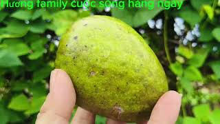 LÀM CÁCH NÀO RAU LANG XÀO TOI XONG, CÒN GIỮ MÀU XANH NHƯ LÚC BAN ĐẦU,MUA HẠT GIỐNG,HAI ĐÂU RÔNG.