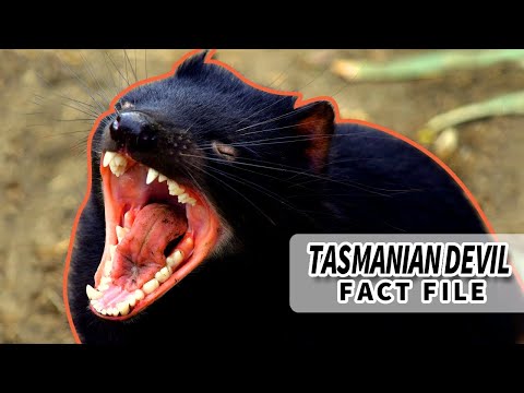 Tasmanian Devil facts: Shouting for Food | Animal Fact Files