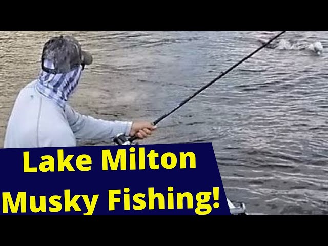 Lake Milton Musky Fishing! 