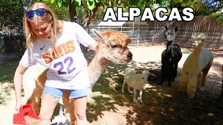 Adding More Animals To Our Farm + Update! DELLA VLOGS