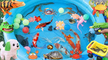 Đi Tìm Những Con Cá Nhiều Màu Sắc, Mở Trứng Khủng Long, Bắt Những Chú Cá Sấu Tinh Nghịch