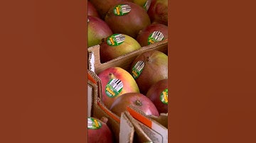 SNAP benefits are going away amid government shutdown