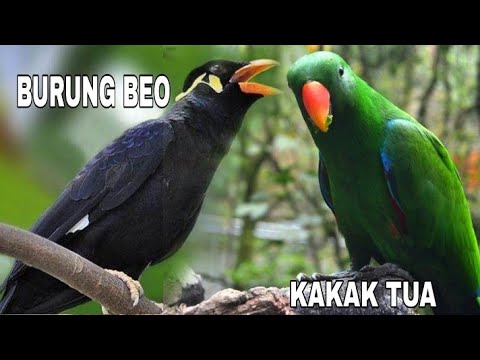 Video: Perbedaan Antara Kakatua Dan Burung Beo