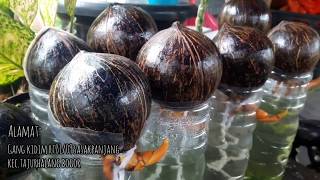 KOLEKSI BONKLA || BONSAI KELAPA KERDIL || KELAPA MINI