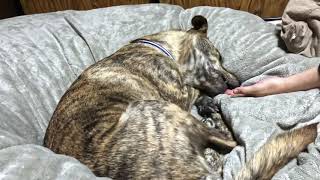 犬が邪魔で毛布がかけられない