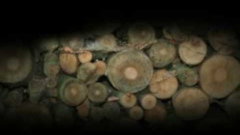 ifif 2009 - regressive evolution