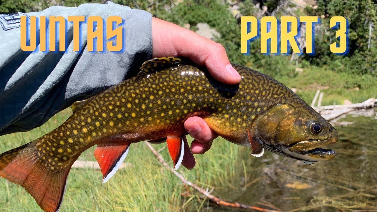 Fly fishing the Uintas part 3 YouTube