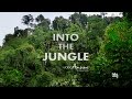 Into the jungle around the calmness of nature  slow tv