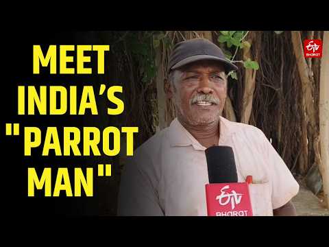 This Mechanic Has Spent 25 Years Feeding Hundreds Of Wild Parrots Every Single Morning!