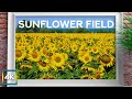 Sunflower Field  - 4k Wallpaper + Relaxing Summer Sounds - Peaceful Atmosphere