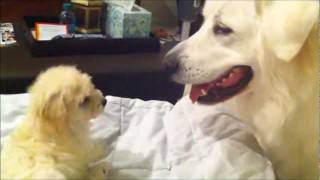 Panda the Great Pyrenees playing with 7 week old puppy 大白熊和7个星期大的小狗玩 by Kit Lau 2,551 views 12 years ago 1 minute, 48 seconds