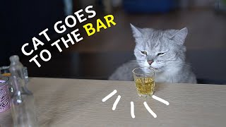 Кошка пошла в бар и напилась!
