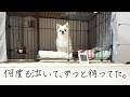 声にならない声で泣きながら飼い主の帰りを待ち続けたチワワ