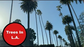 'Discovering LA's Iconic Trees'