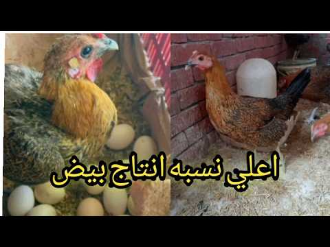 وجبه مره في الاسبوع وانشأءالله هتخدي اعلي نسبه في انتاج البيض مشفتهاش قبل كده