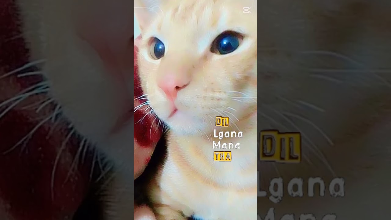 My sweetheart😗😻