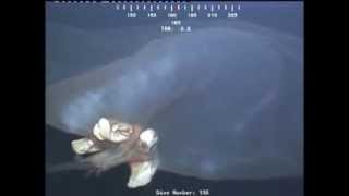 Massive Unidentified Sea Monster Caught on Video Off OilRig