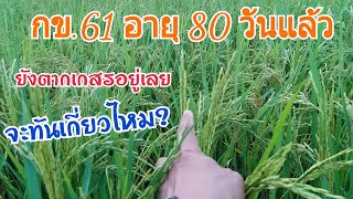 กข61 นาปรังปี64 EP14 มาปล่อยน้ำออกเตรียมเกี่ยว แต่ข้าวยังตากเกสรอยู่เลย