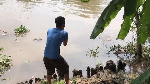 Câu Cá , Câu Cá Sông Thiên Nhiên Cá Tra Cá Chim Trắng Ở Sông Cái Tàu Hạ Đồng Tháp