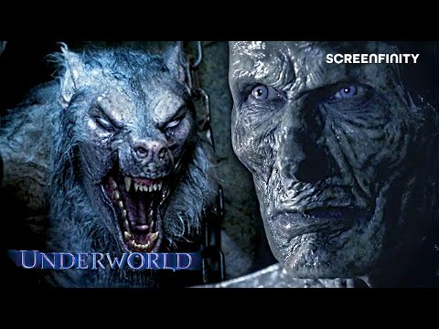 Vampires Vs Werewolves The Ultimate Battle The Underworld Franchise Screenfinity