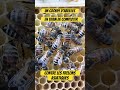 Un groupe dabeilles est en train de comploter contre les frelons asiatiques apiculture abeille