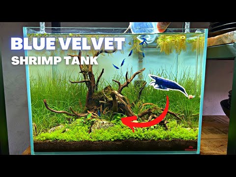 Aquascape Tutorial: BLUE VELVET SHRIMP Nano Tank (How To: Planted Aquarium Step By Step Setup)