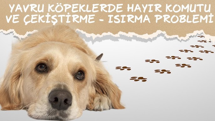 Kopeklerde Isirma Sorunu Nasil Engellenir Kesin Cozum Kopeklerdeisirmaproblemi Youtube