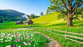 Beautiful Forest Sounds 🕊️ Soft Nature Ambience for Study, Relax & Focus