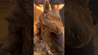 Shearing A Malnourished Sheep At A Sanctuary