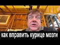 как вправить курице мозги