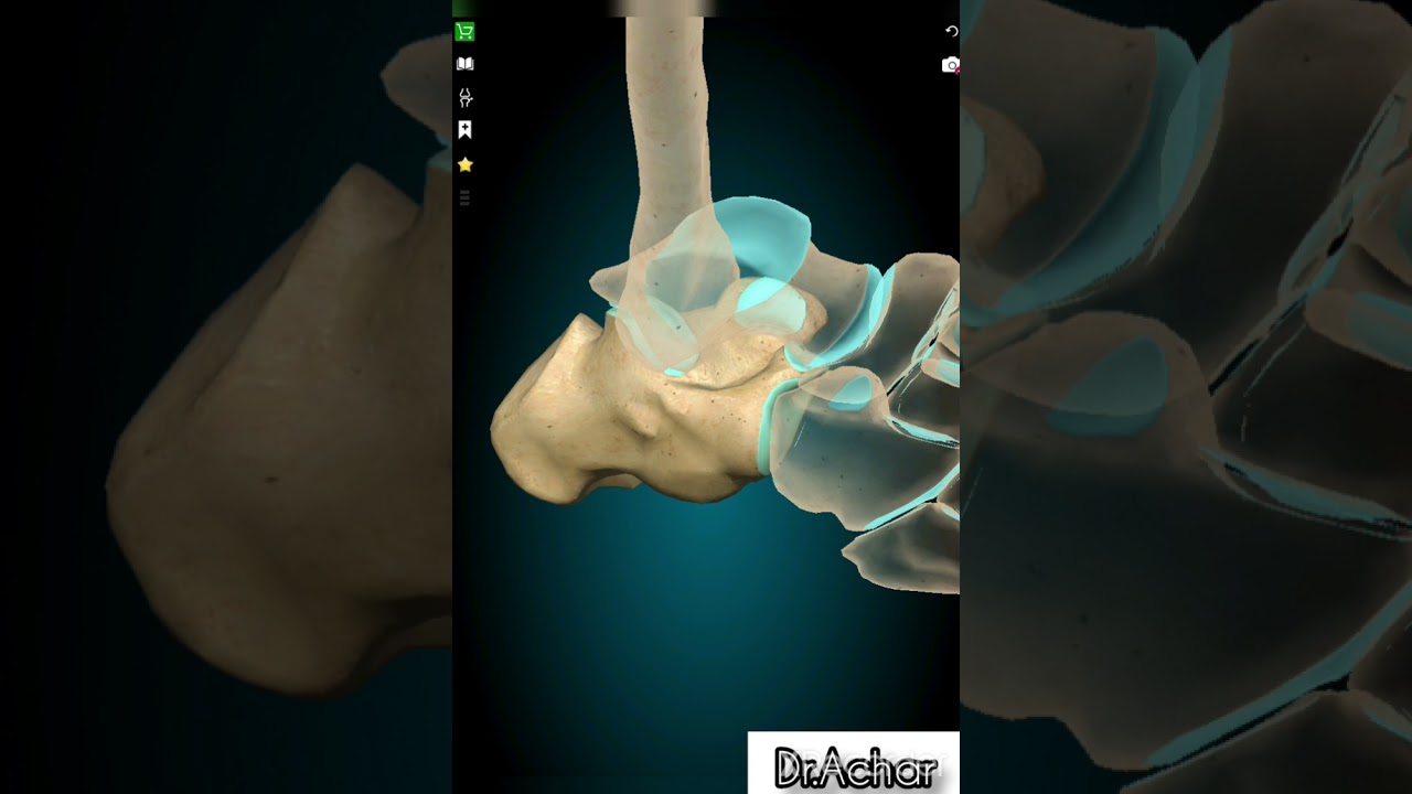 #anatomie du Squelette du pied : Tarse _Métatarses_ Phalanges