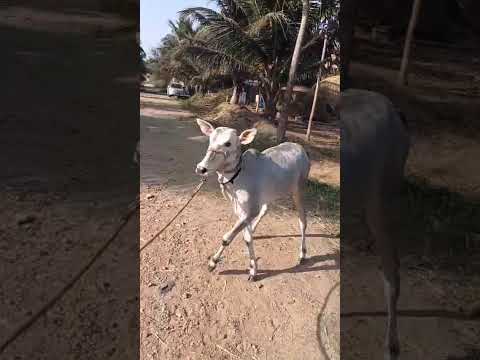 Hallikar Female calf in Basarallu Hobli, Mandya Taluk & district