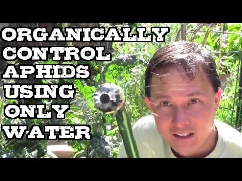Aphids & White Fly Control Using Only Water
