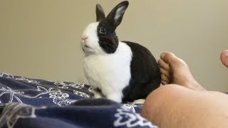 Rabbit's favorite way to stall before bedtime