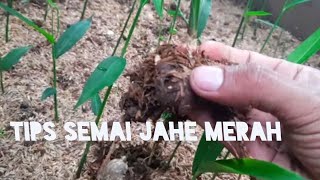 Cara semai jahe merah agar cepat tumbuh subur