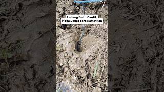 Lubang Belut Cantik Banget, Moga Dapat Terselamatkan ,