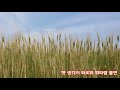 보리밭 문정선 보리밭 문정선