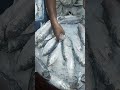 Hilsa Fish Inside Ice #shorts