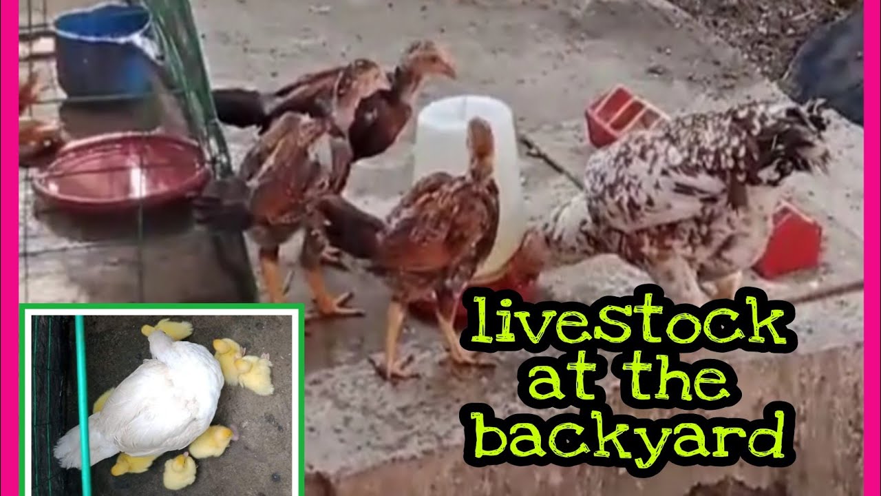 Backyard Livestock||Small livestock at the Backyard