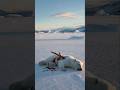 Brave Penguin Saves Injured Polar Bear Cub 🐧❄️