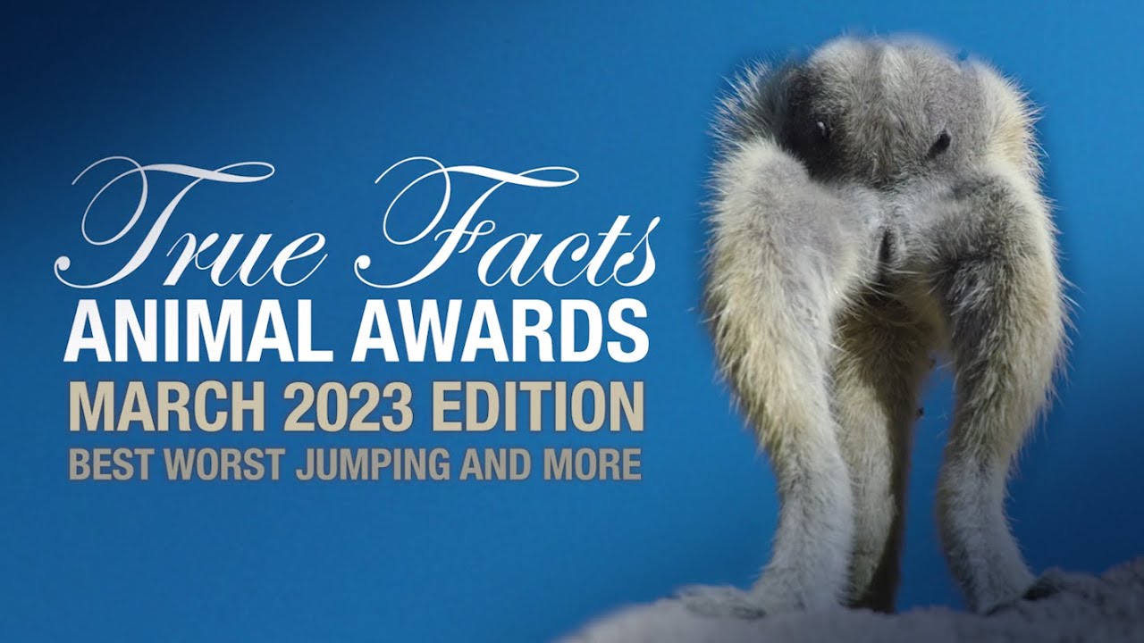 ⁣True Facts Animal Awards: Best Worst Jumping and More