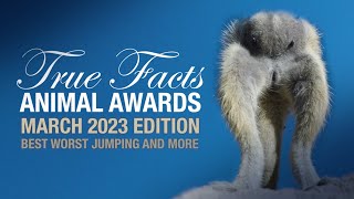 True Facts Animal Awards: Best Worst Jumping and More by Ze Frank 2 weeks ago 11 minutes, 8 seconds 1,042,950 views