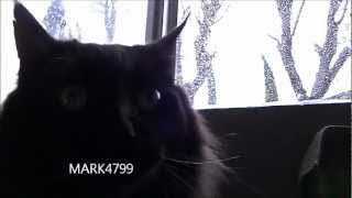 Mad rain cat ... funny stuff by Mark4799 2,159 views 12 years ago 1 minute, 26 seconds