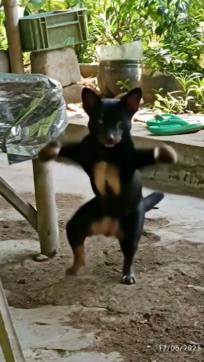 anjing joget lucu #anjinglucu #anjing #fypシ゚viral
