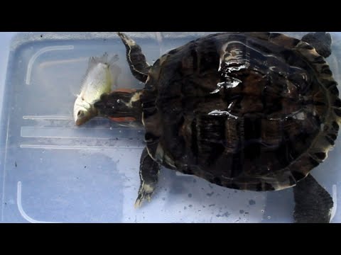 Video: Apakah ikan memakan kura-kura?